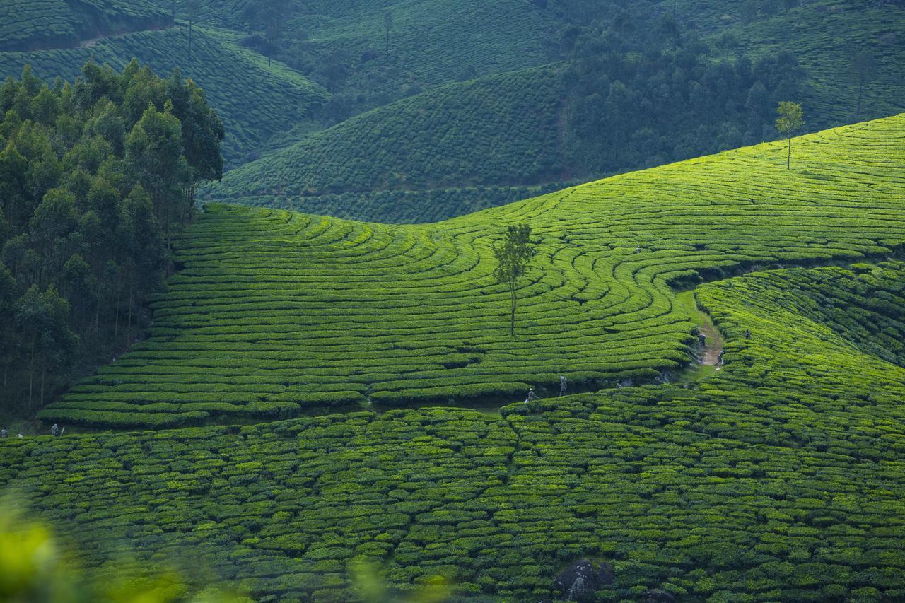 Mount View Munnar Hotel Екстериор снимка